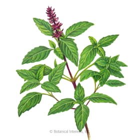 HERB - BASIL, Thai
