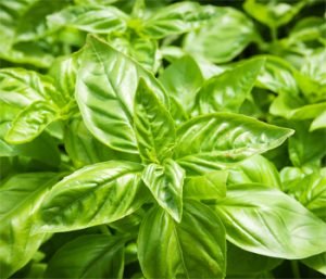 HERB - SWEET BASIL (Italian Genovese)