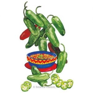 PEPPER - EARLY JALAPENO