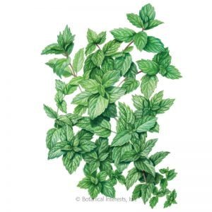 HERB - SPEARMINT