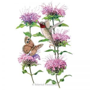 HERB - BEE BALM (Wild Bergamot)