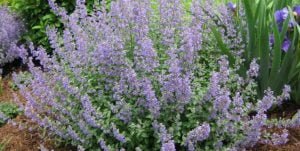 HERB - CATMINT
