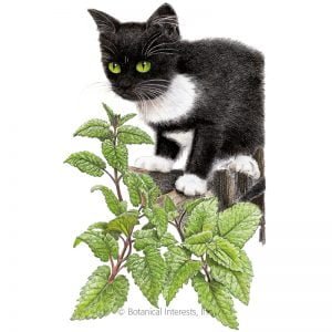 HERB - CATNIP