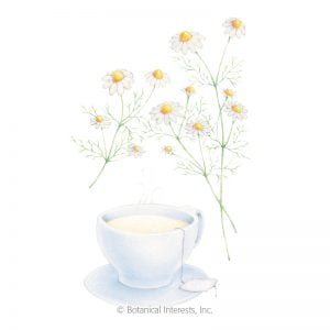 HERB - CHAMOMILE, German