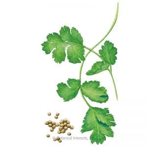 HERB - CILANTRO, Long Standing