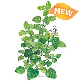 HERB - MARJORAM (Mild Oregano)
