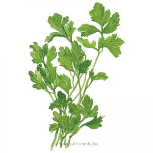 HERB - PARSLEY, Italian Flat Leaf