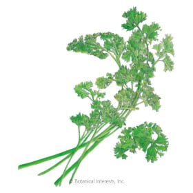 HERB - PARSLEY, Moss Curled