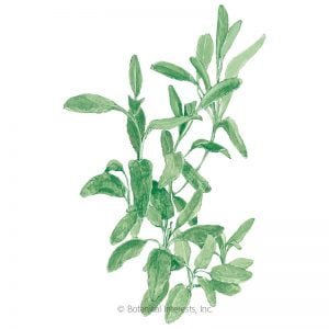 HERB - SAGE, Broadleaf