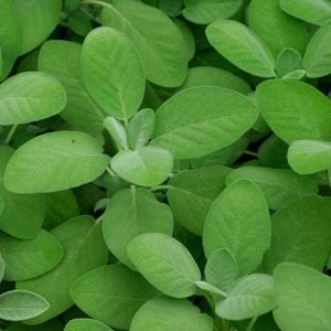 HERB - SAGE, Berggarten