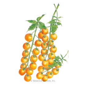 TOMATO - SUN GOLD, Cherry