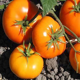TOMATO - GARY IBSEN'S GOLD, Heirloom