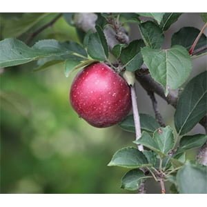 TREE - APPLE, Common