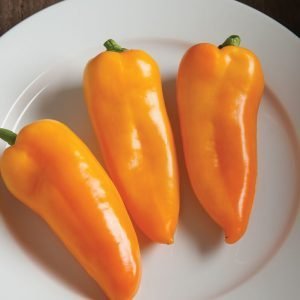 PEPPER - CORNITO GIALLO HYBRID, Sweet