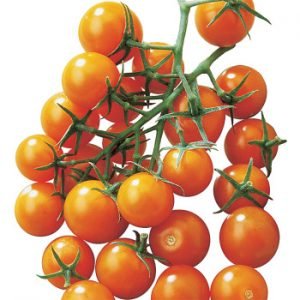 TOMATO - SUNSUGAR, Hybrid, Cherry