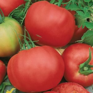 TOMATO - TASTY PINK BEEFSTEAK, Hybrid