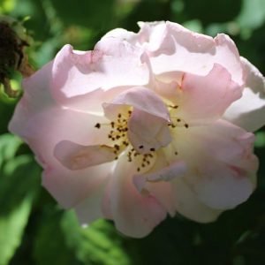 Sponsor Rose Fritz Nobis