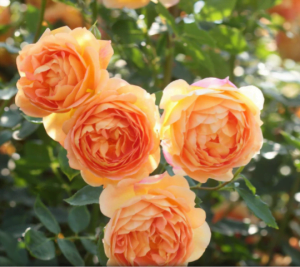 Sponsor Rose Lady of Sharlott