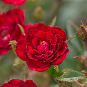 Sponsor Rose Chi (Rosa “Baillim”)