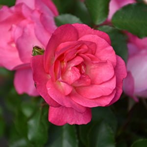 Sponsor Rose Sunrise Sunset